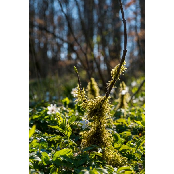 Forårsrensdyr / Spring Deer