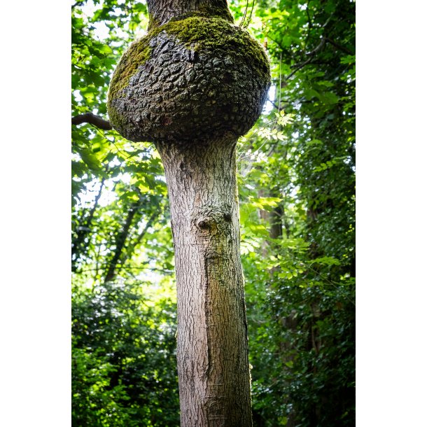 Savlehatten / The Drooling Mushroom